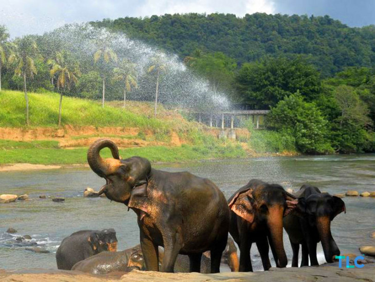 Pinnawala