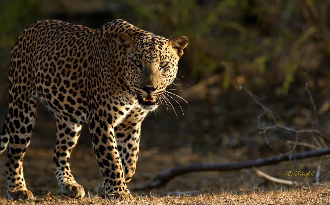 Yala Excursion