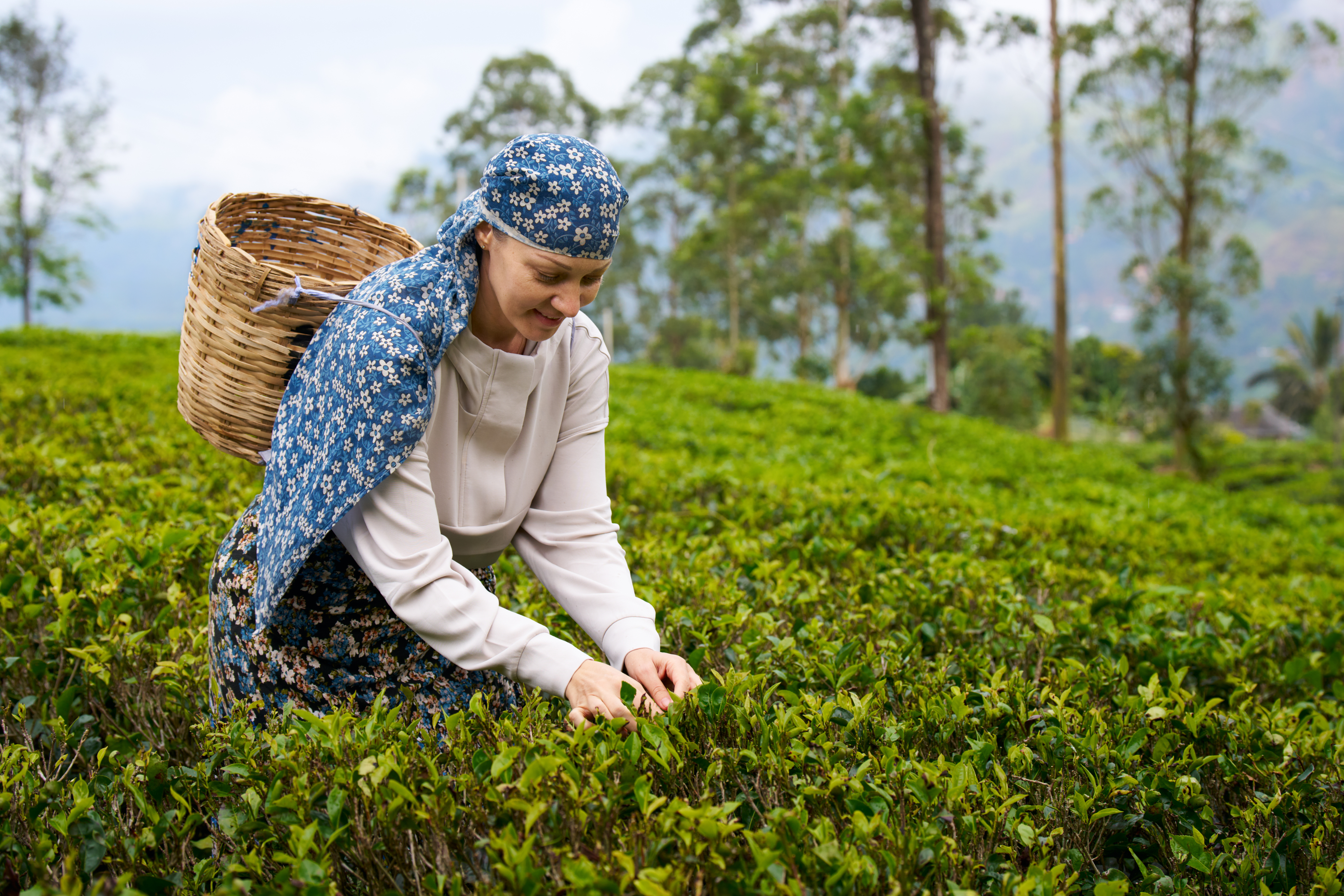 Nuwara Eliya